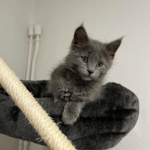Unya | Female