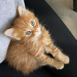 Charlie | Male