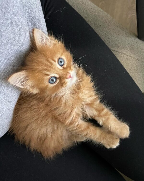 Charlie | Male