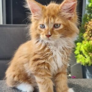 Yoda | Male