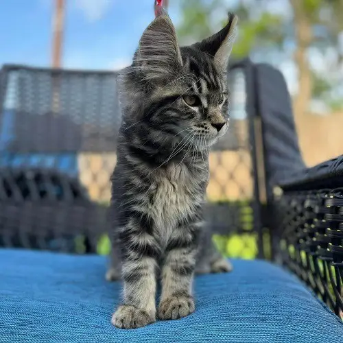 BUCKY | Male