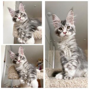 Adora | Female