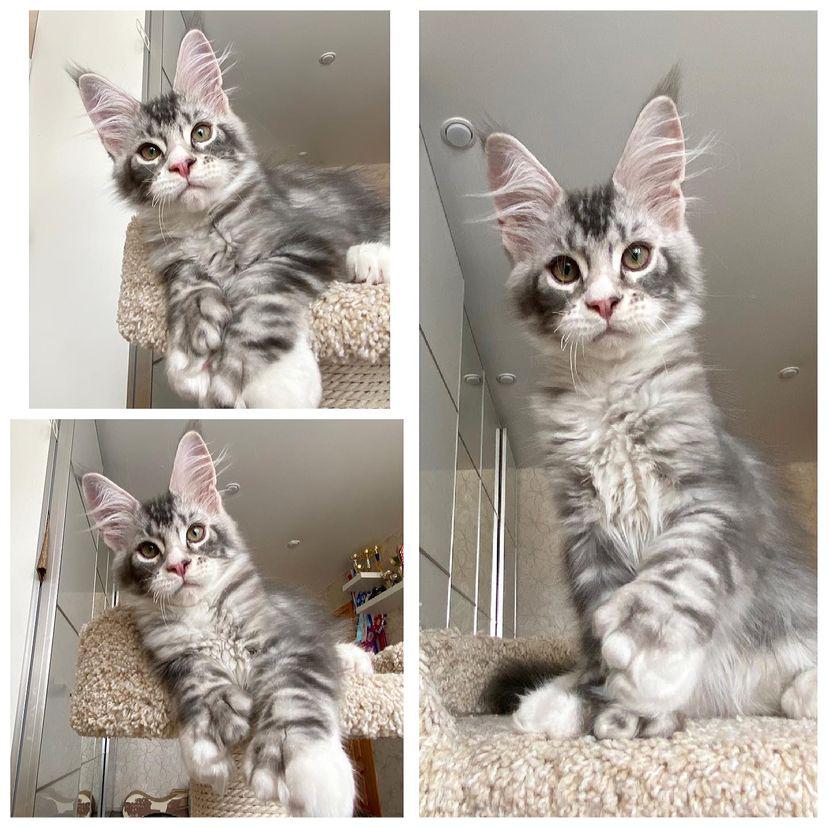 Adora | Female
