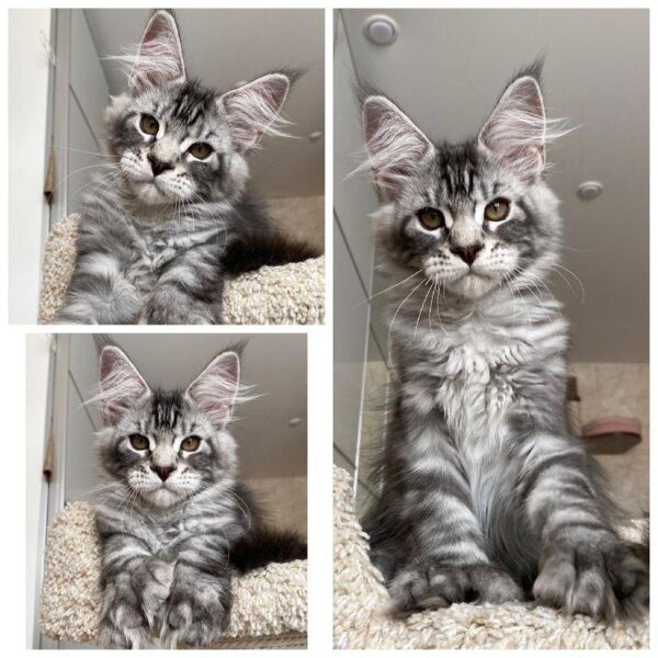 Phoebe | Female