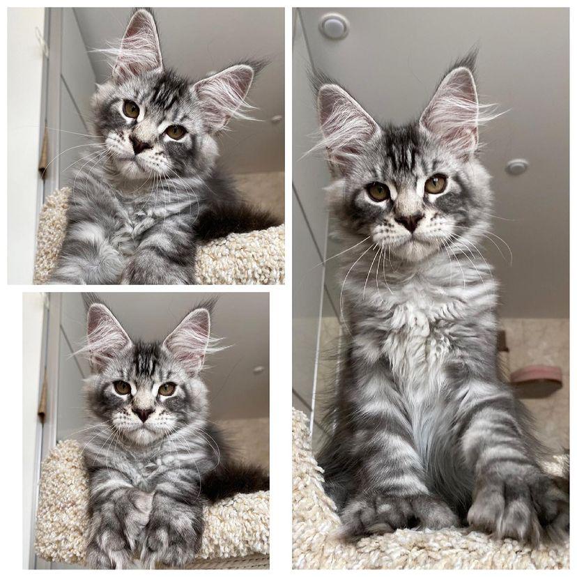 Phoebe | Female