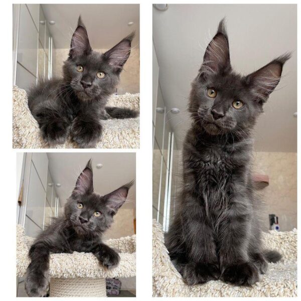 Freddie | Male