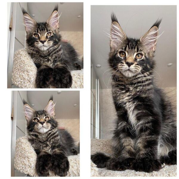 Charlie | Male