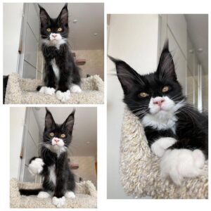 Nala | Female